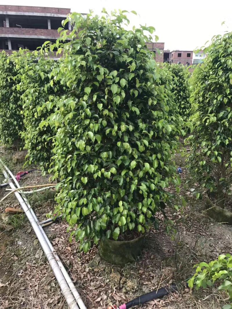 垂叶榕垂榕农户基地直销高度1米-3米