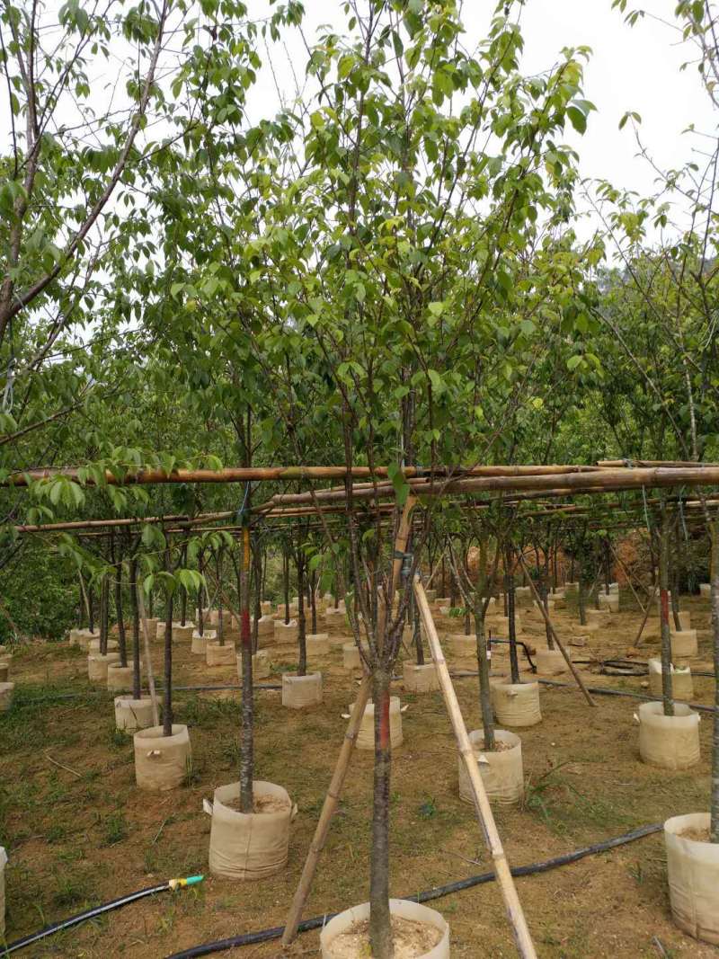 福建山樱花中国红樱花3-15公分