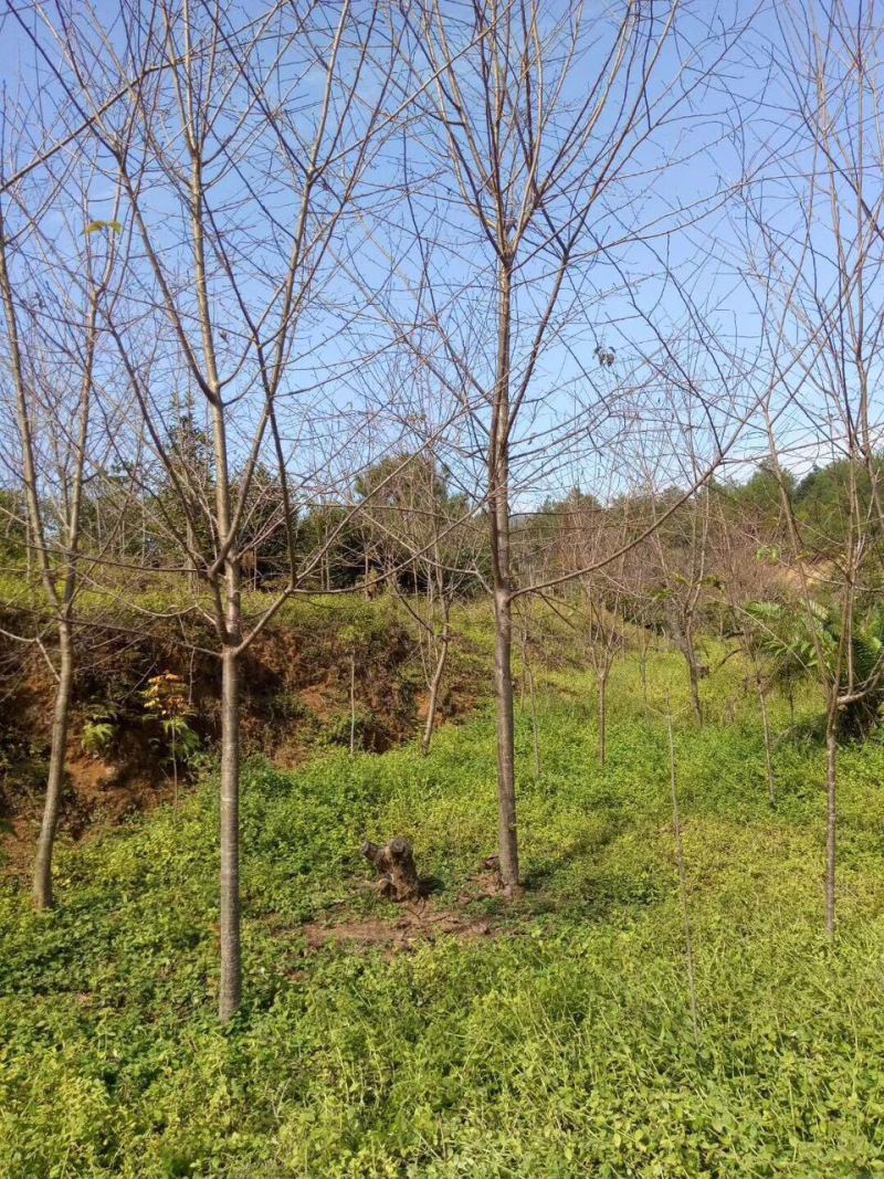 福建山樱花中国红樱花3-15公分