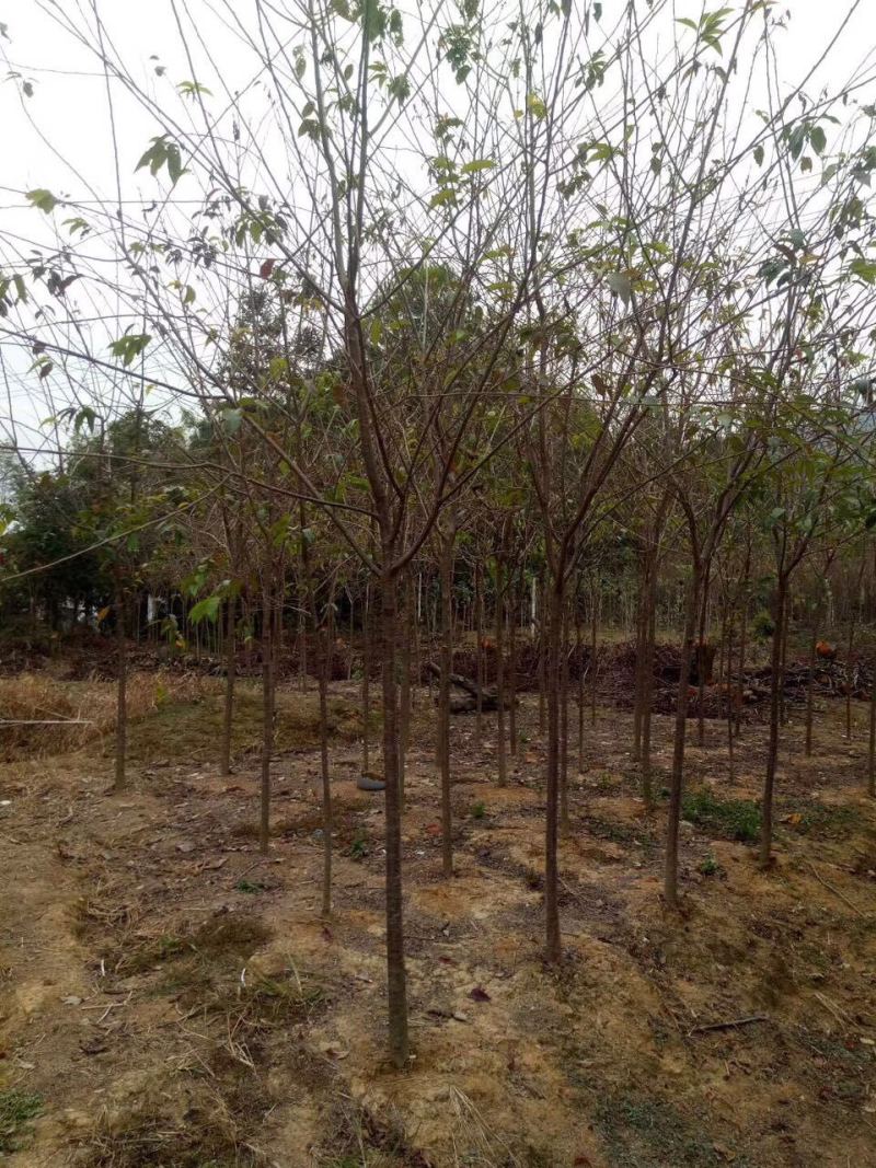 福建山樱花中国红樱花3-15公分