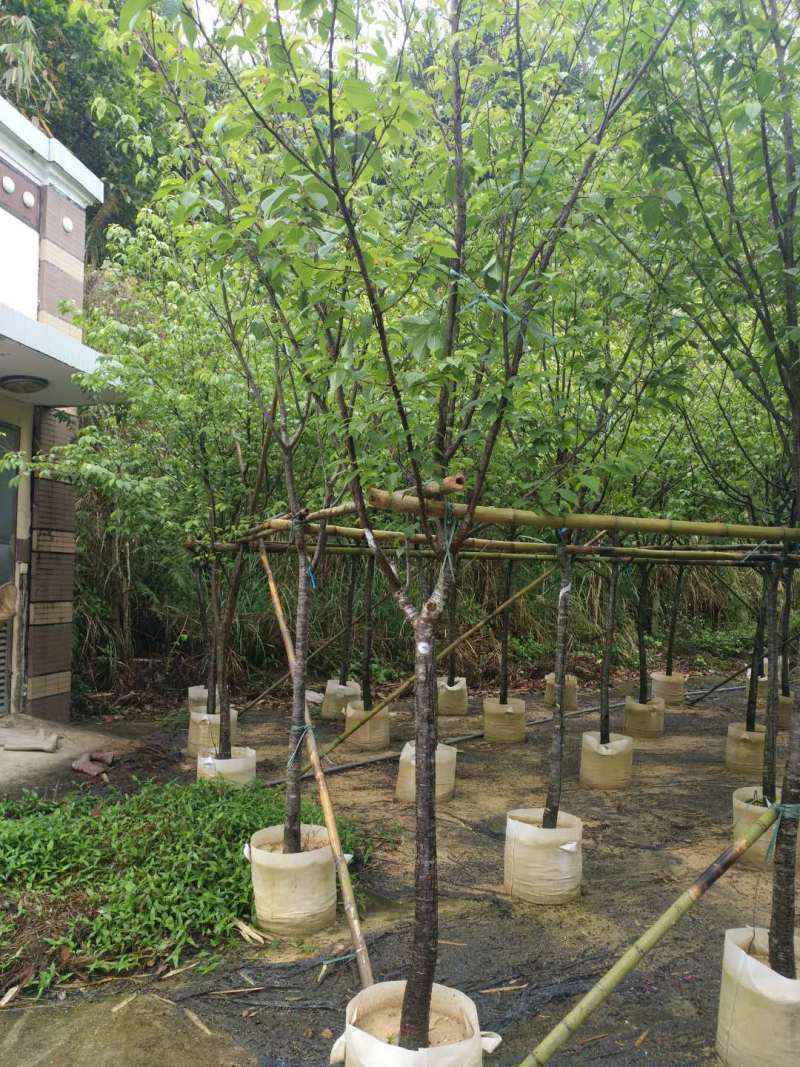 福建山樱花中国红樱花3-15公分