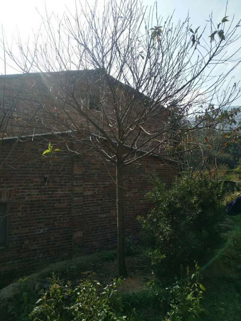 福建山樱花中国红樱花3-15公分