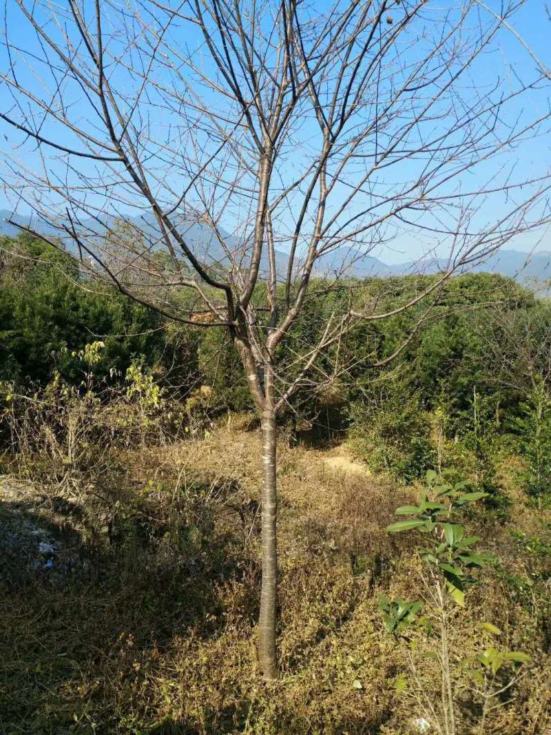 福建山樱花中国红樱花3-15公分