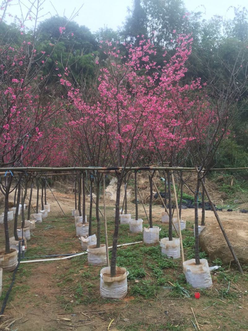 福建山樱花中国红樱花3-15公分