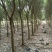 红皮榕温州榕农户基地直销5-30公分