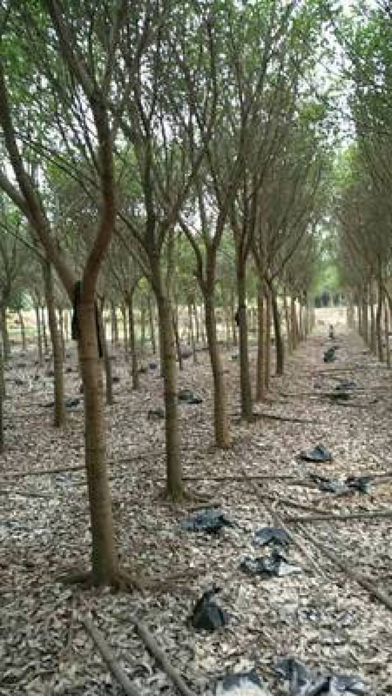 红皮榕温州榕农户基地直销5-30公分