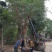 红皮榕温州榕农户基地直销5-30公分