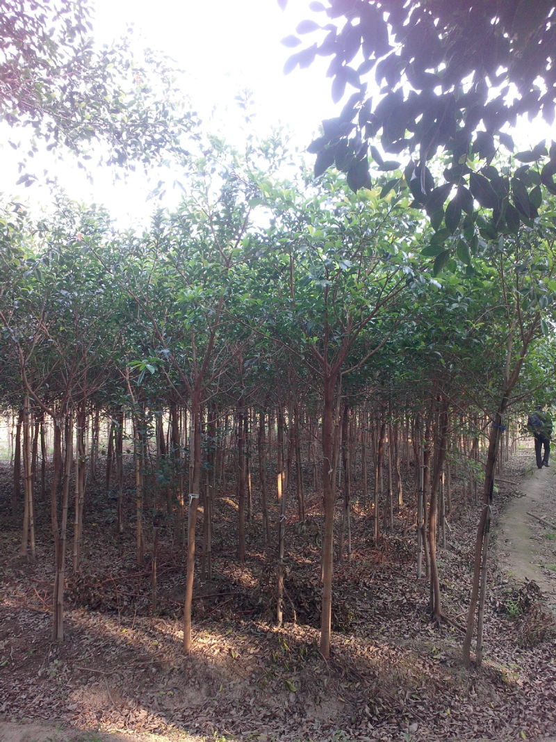 红皮榕温州榕农户基地直销5-30公分
