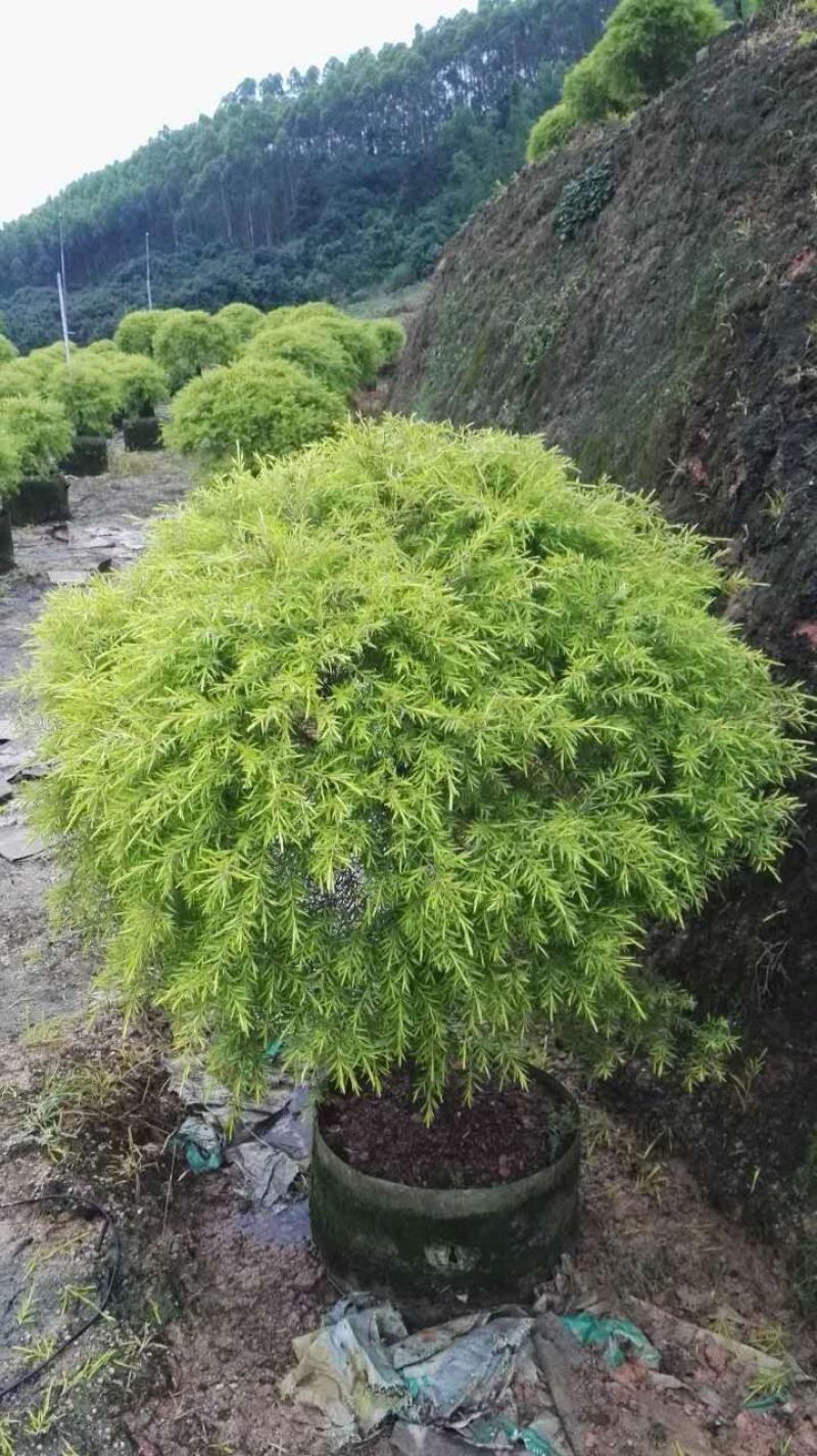 黄金香柳黄金宝树农户基地直销
