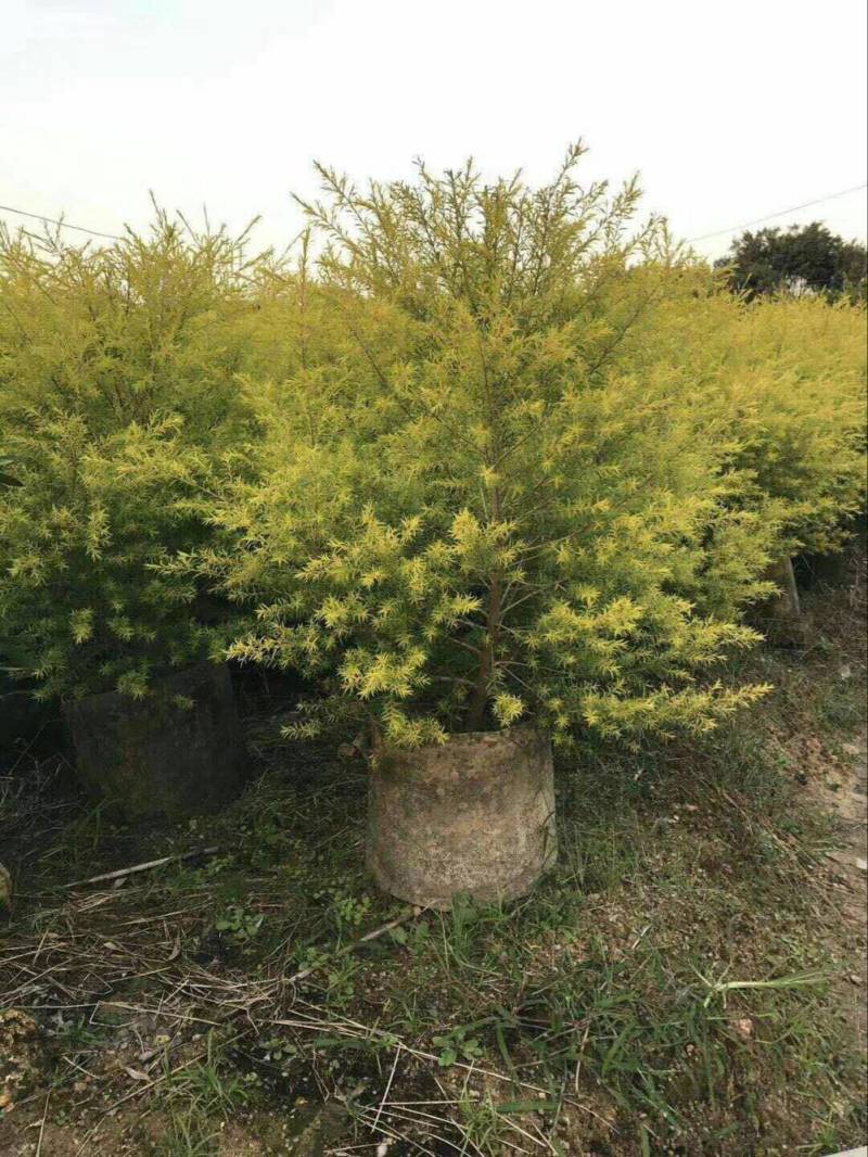 黄金香柳黄金宝树农户基地直销