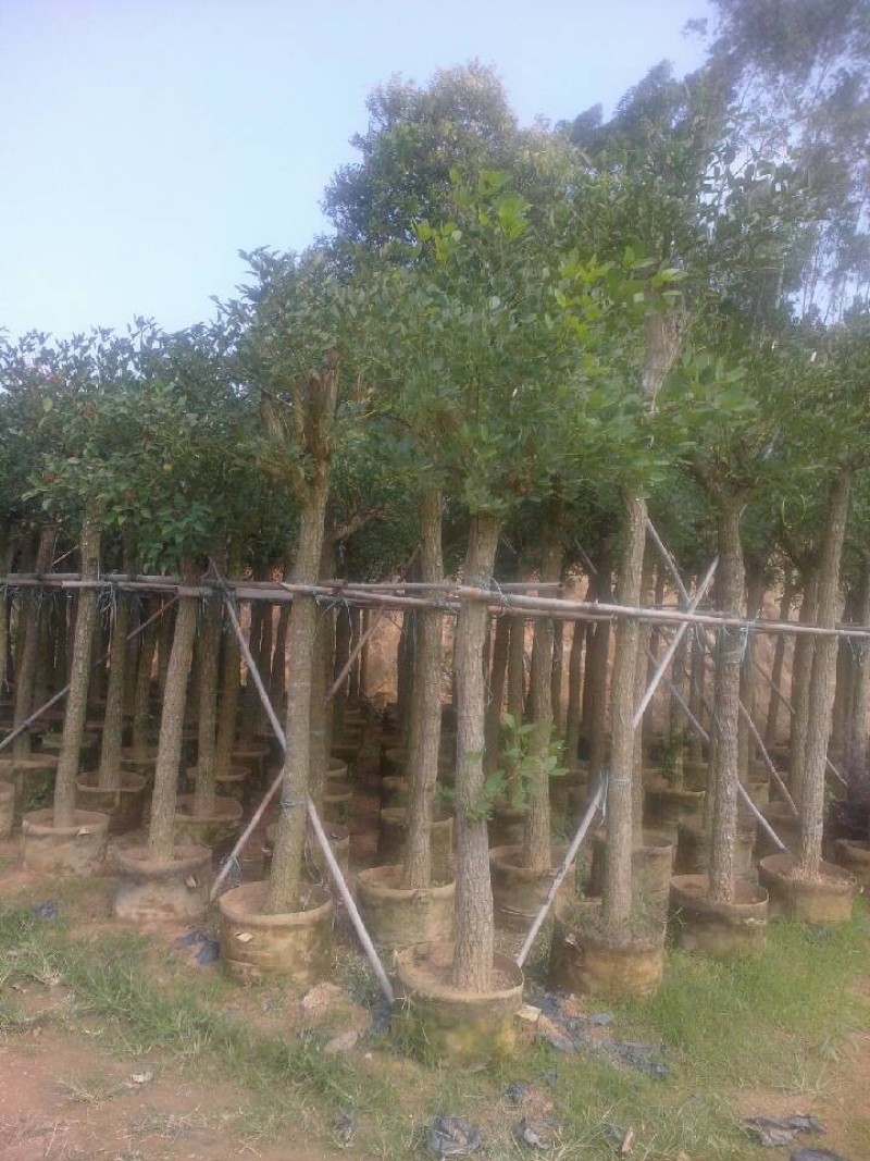 鸡冠刺桐象牙红农户基地直销