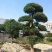 罗汉松农户基地直销10-30公分