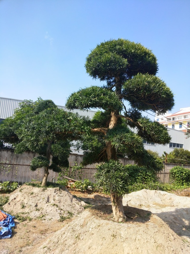 罗汉松农户基地直销10-30公分