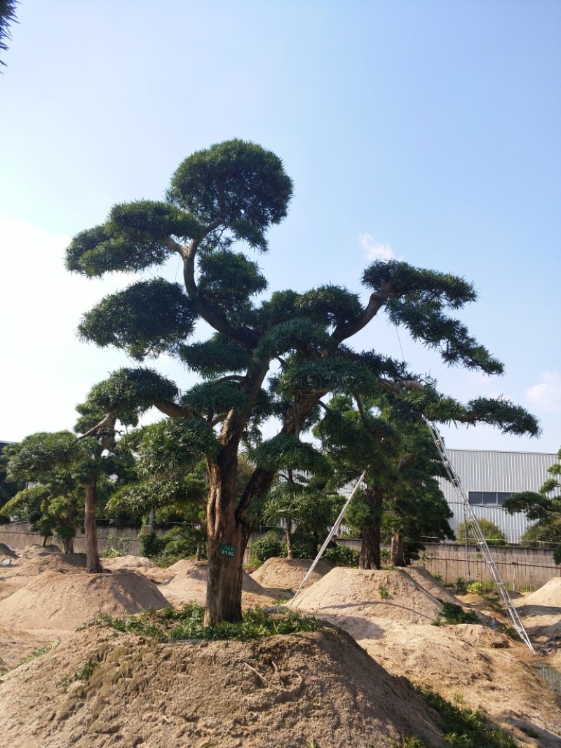 罗汉松农户基地直销10-30公分
