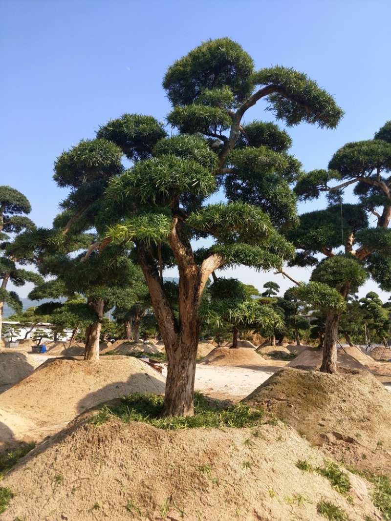罗汉松农户基地直销10-30公分