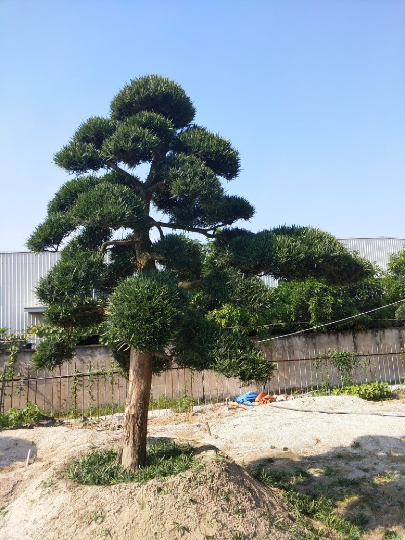 罗汉松农户基地直销10-30公分