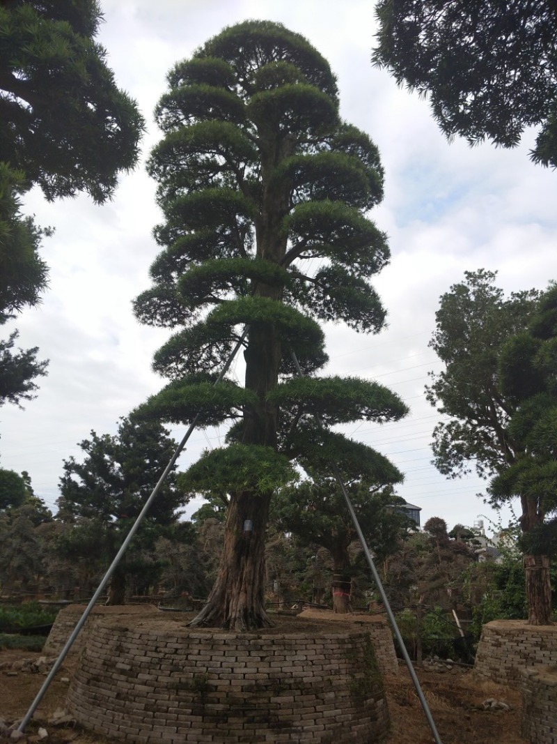 罗汉松农户基地直销10-30公分