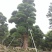 罗汉松农户基地直销10-30公分