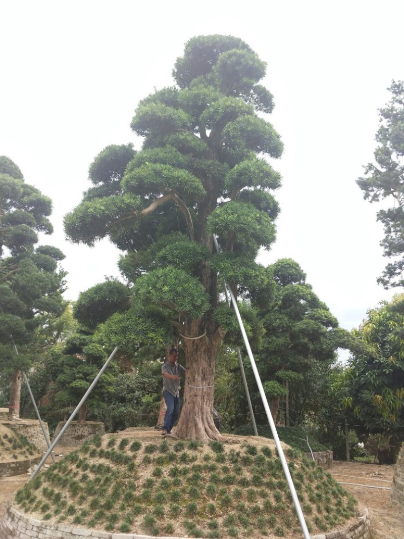 罗汉松农户基地直销10-30公分