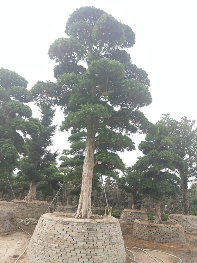 罗汉松农户基地直销10-30公分
