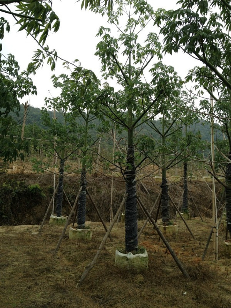 美丽异木棉美人树胸径10-50公分