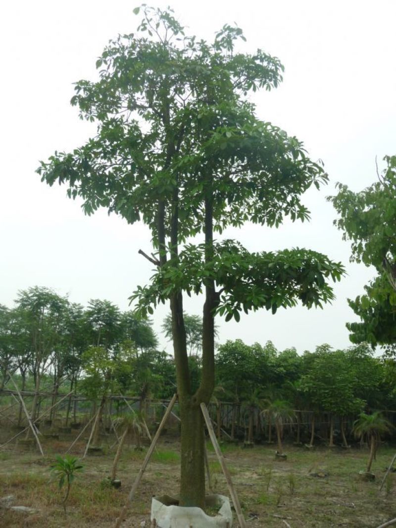 盆架子农户基地直销清场出货