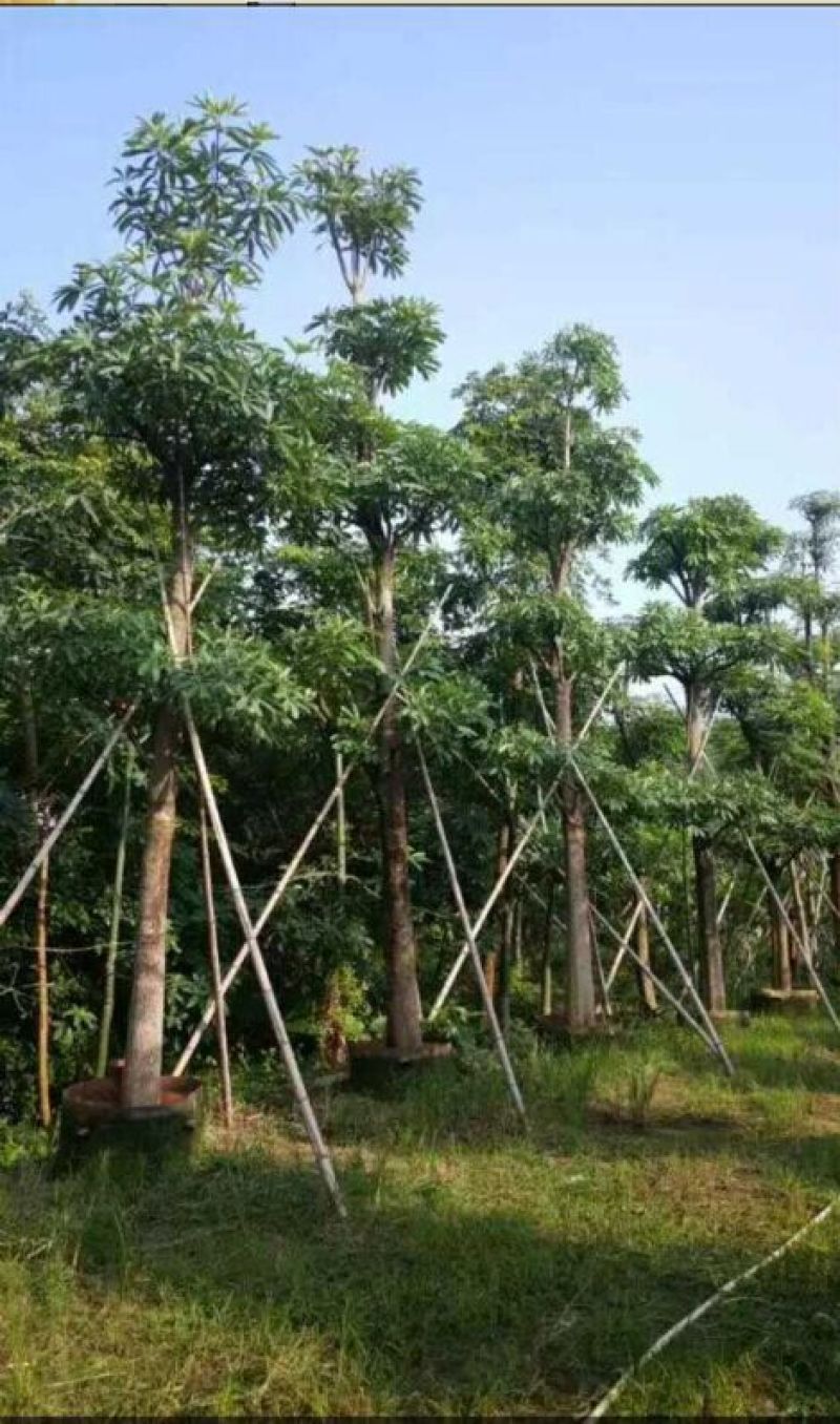盆架子农户基地直销清场出货
