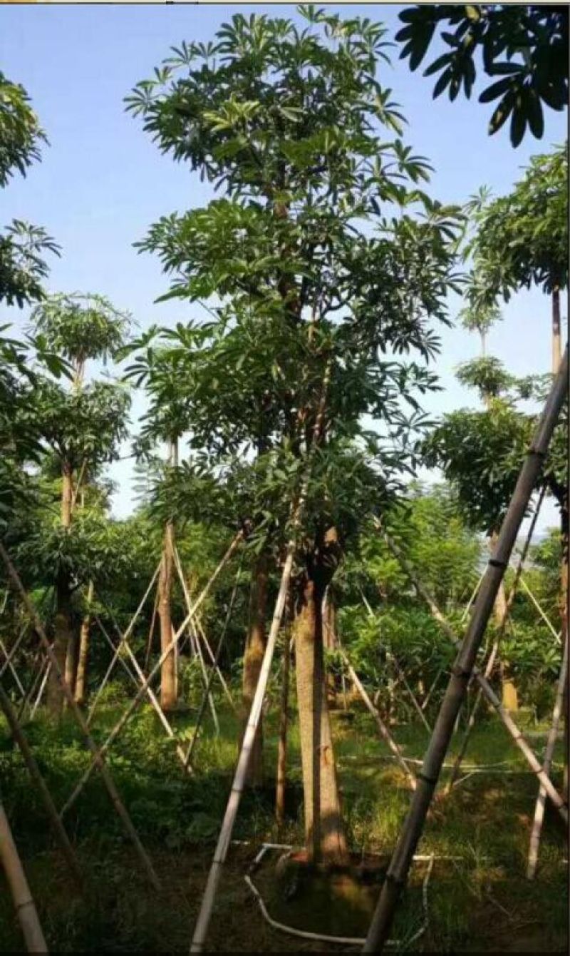 盆架子农户基地直销清场出货