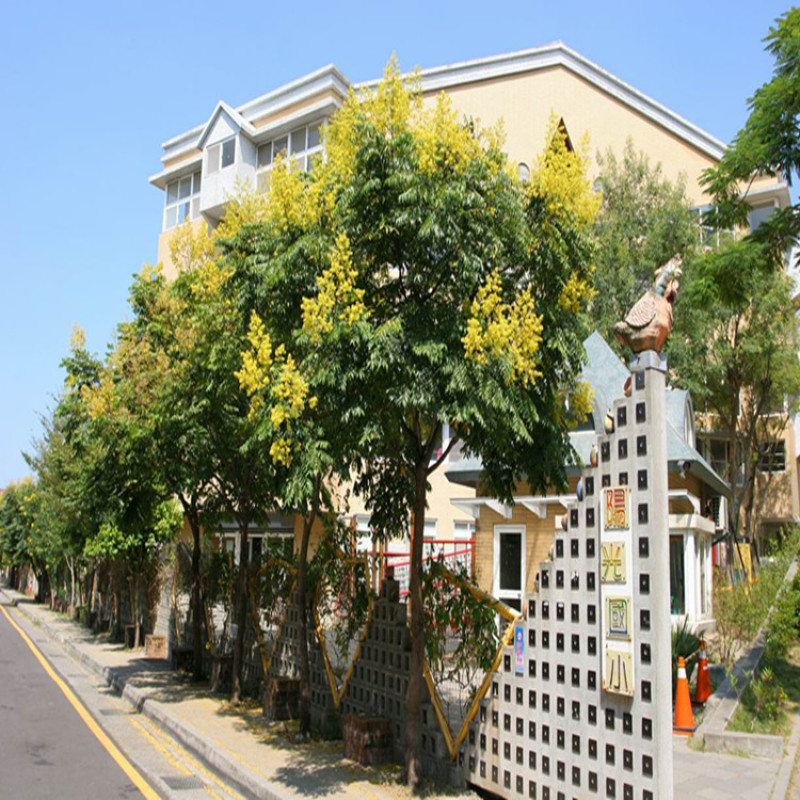 台湾栾树福建漳州农户直销