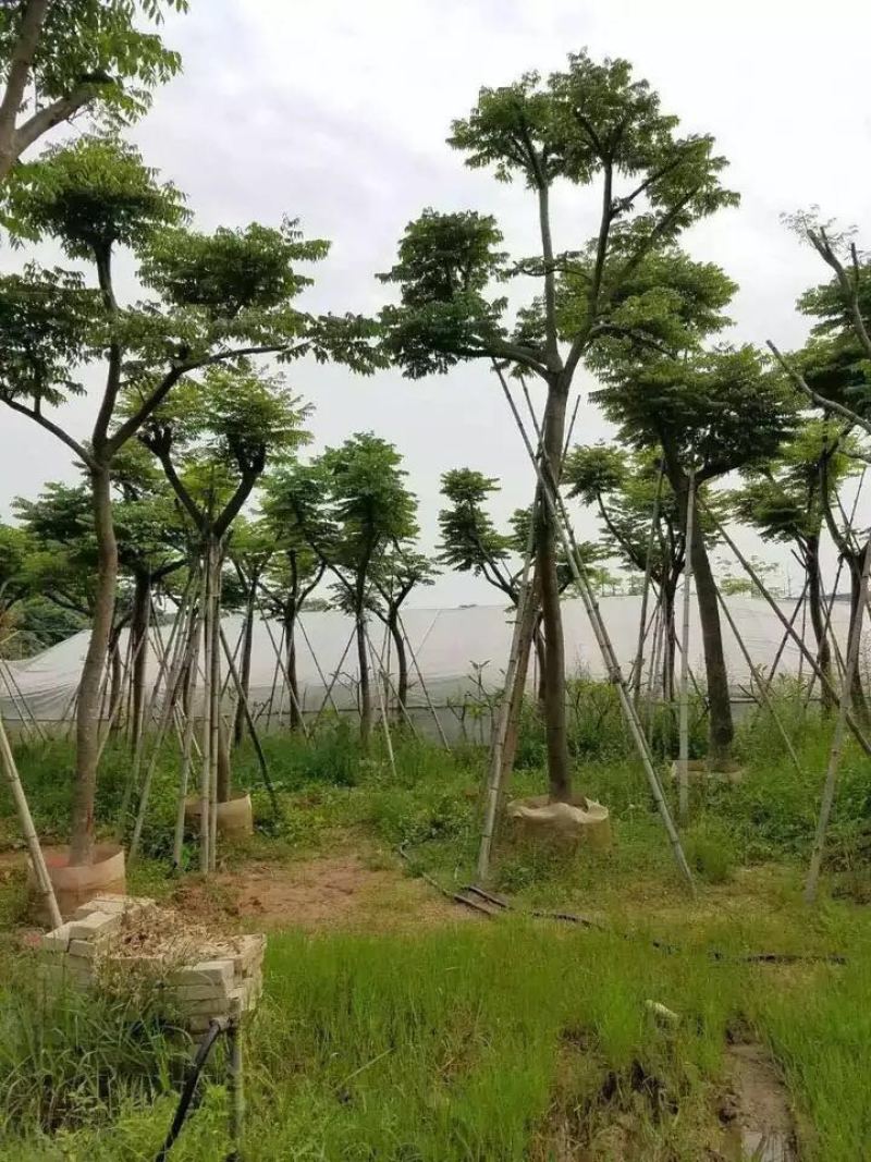 台湾栾树福建漳州农户直销