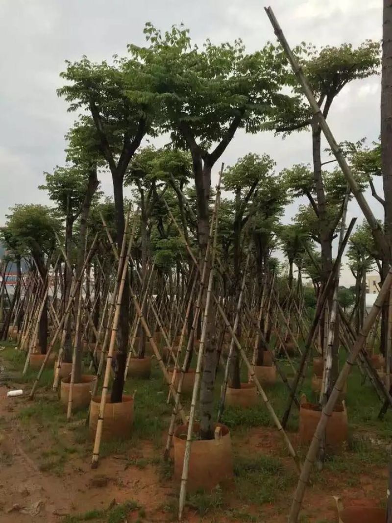 台湾栾树福建漳州农户直销