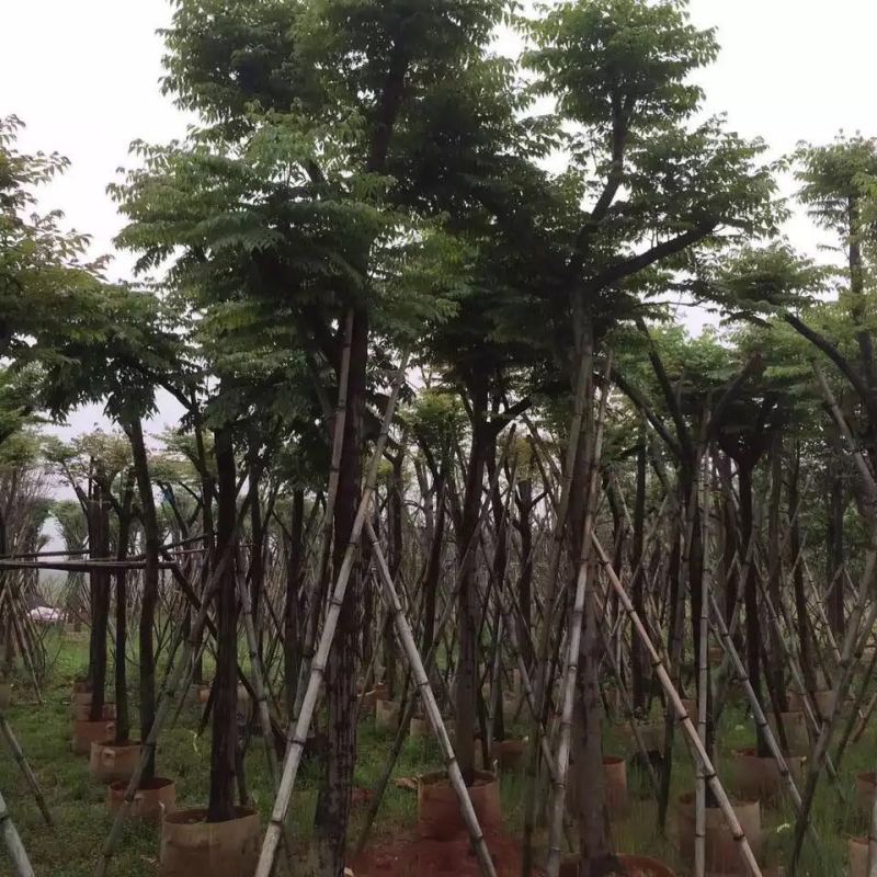 台湾栾树福建漳州农户直销