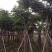 台湾栾树福建漳州农户直销