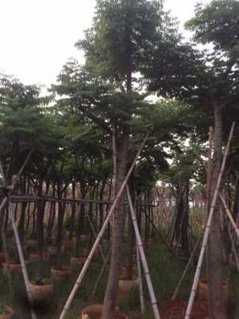 台湾栾树福建漳州农户直销