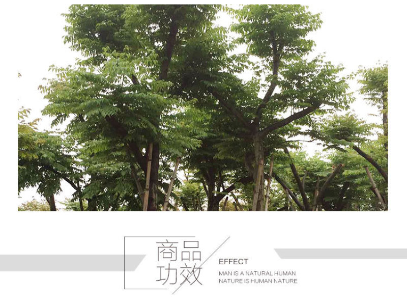 台湾栾树福建漳州农户直销