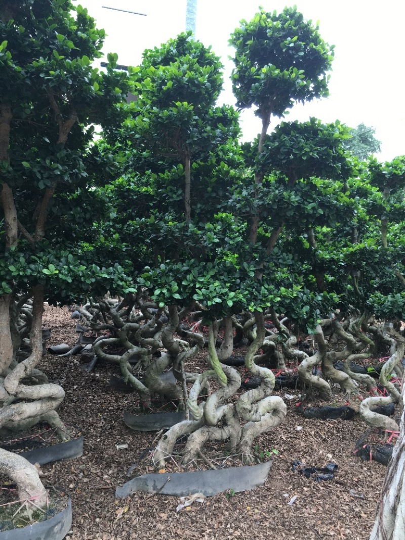 小叶榕榕树盆景榕树桩景小榕树