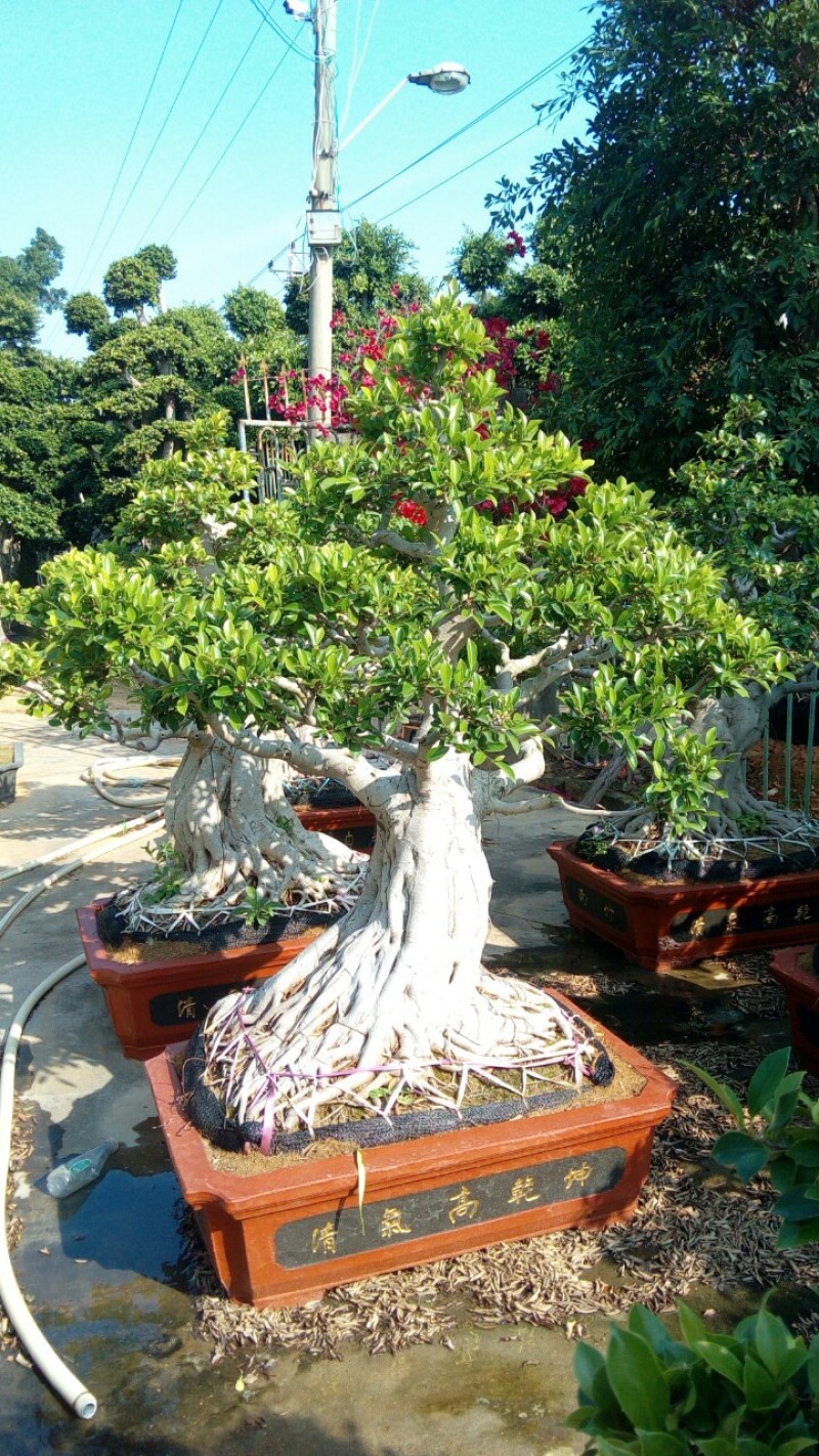 小叶榕榕树盆景榕树桩景小榕树