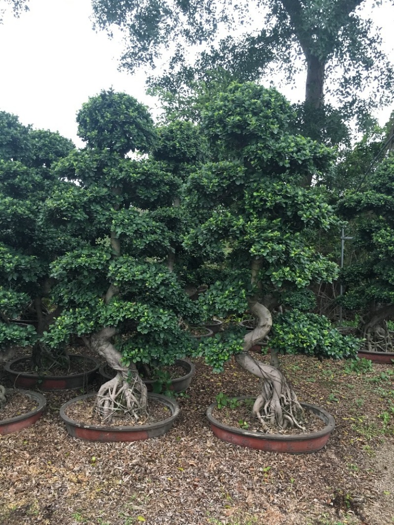 小叶榕榕树盆景榕树桩景小榕树