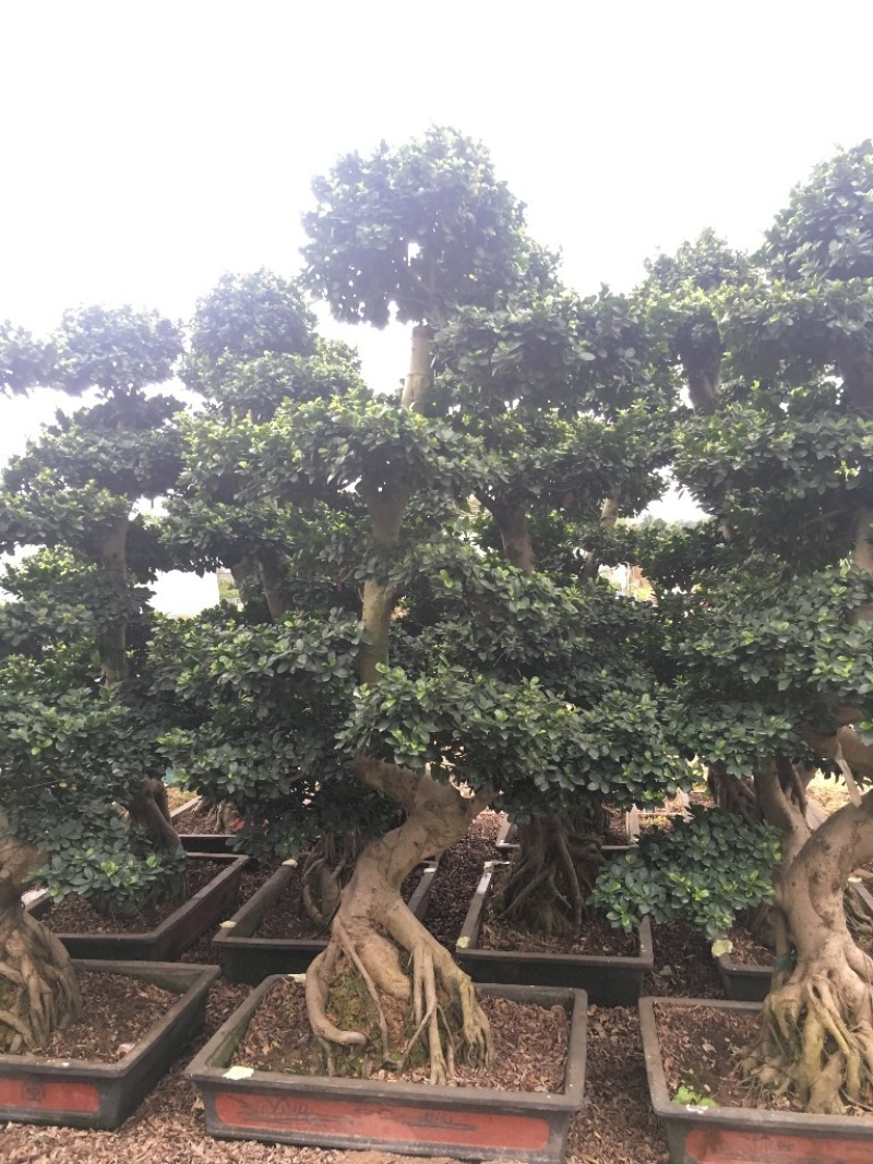 小叶榕榕树盆景榕树桩景小榕树