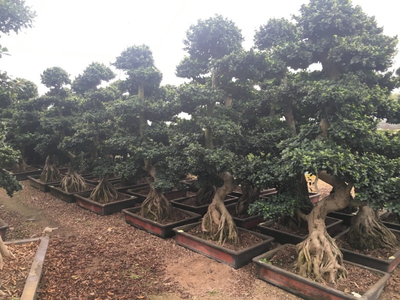 小叶榕榕树盆景榕树桩景小榕树