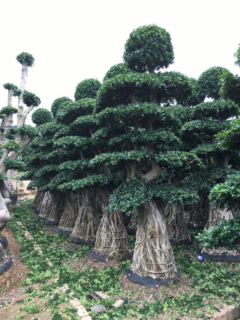 小叶榕榕树盆景榕树桩景小榕树