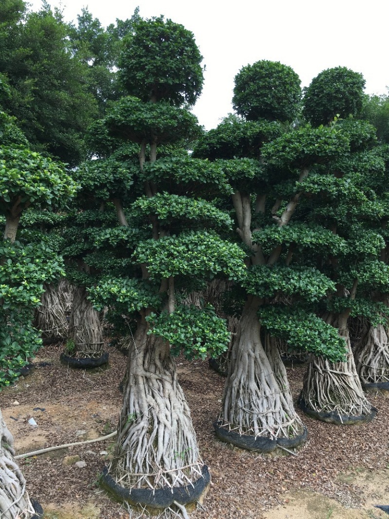 小叶榕榕树盆景榕树桩景小榕树