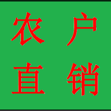 洋紫荆红花紫荆农户基地直销