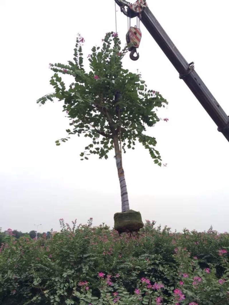 洋紫荆红花紫荆农户基地直销