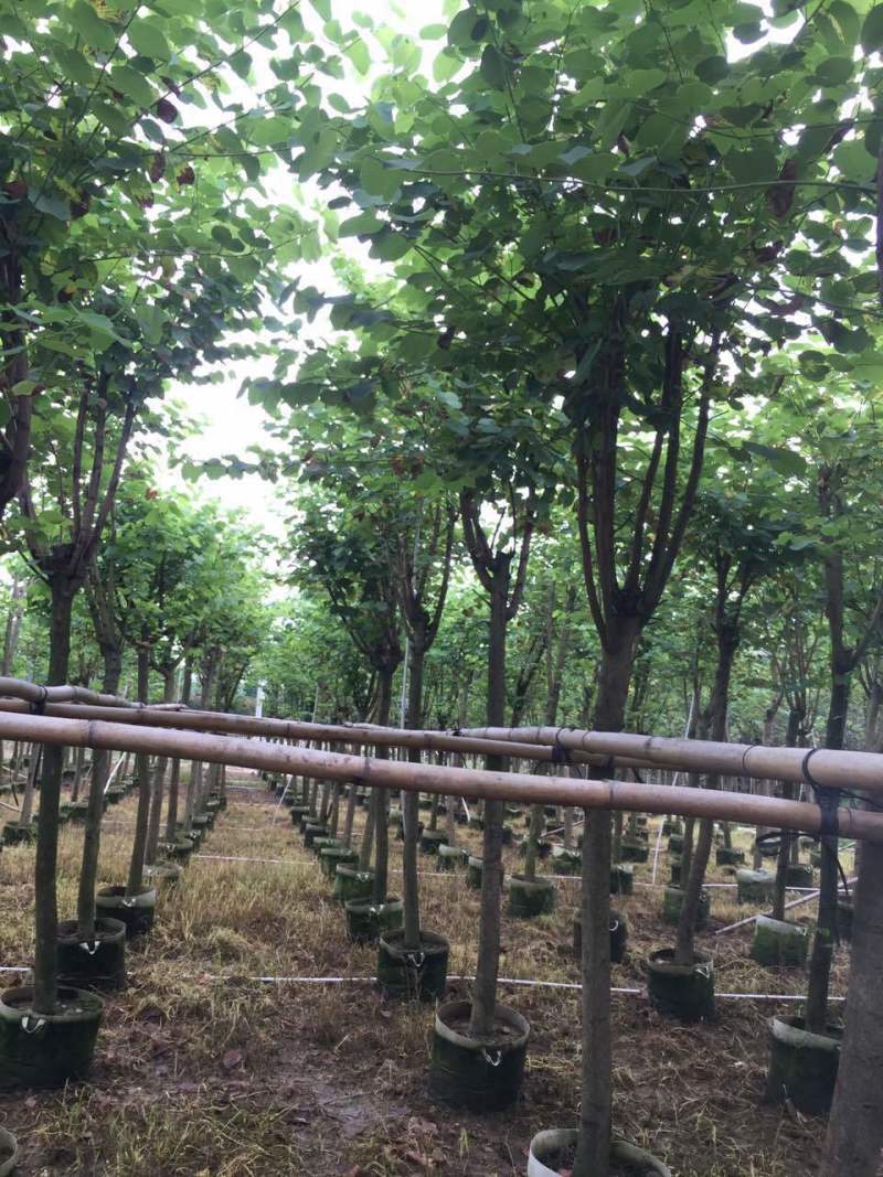 洋紫荆红花紫荆农户基地直销