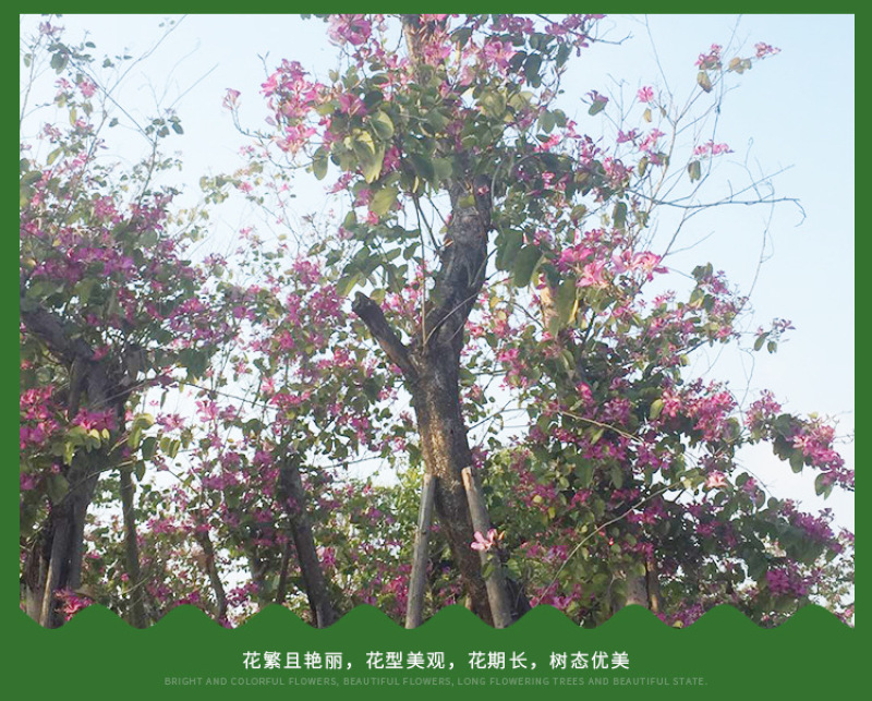洋紫荆红花紫荆农户基地直销