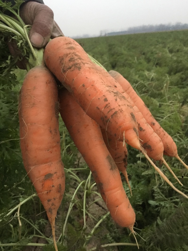 新鲜胡萝卜5斤装农家带泥胡萝卜新鲜蔬菜宝宝辅食红萝卜