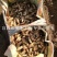 自产自销优质天麻黄豆蜜环菌天麻密环菌量大从优