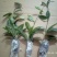 球兰花苗藤蔓垂吊植物绿植球兰