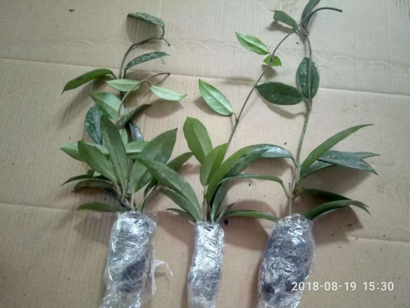 球兰花苗藤蔓垂吊植物绿植球兰